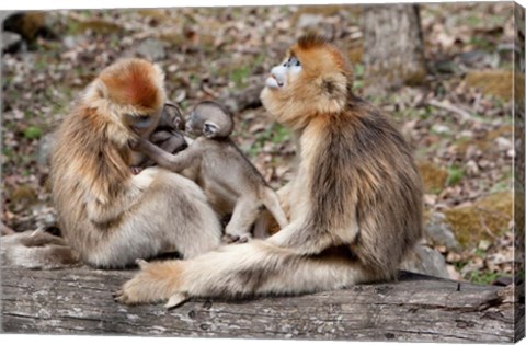 Framed Golden Monkeys with babies, Qinling Mountains, China Print