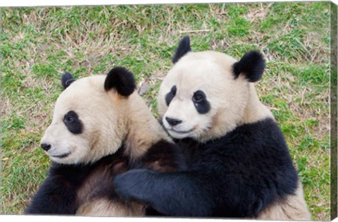 Framed Giant Panda, China Print