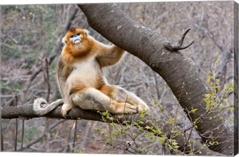 Framed Golden Monkey, Qinling Mountains, China Print