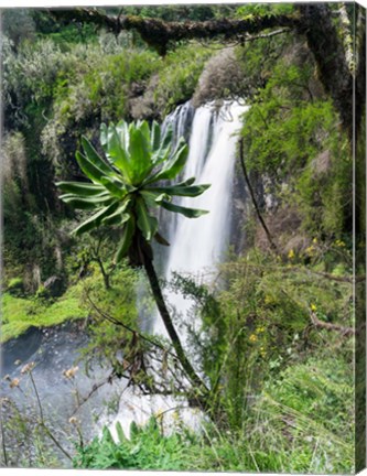 Framed Giant Lobelia in Aberdare National Park, Kenya Print