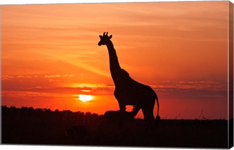 Framed Giraffe suckling young one, Maasai Mara Wildlife Reserve, Kenya Print