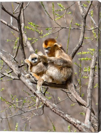Framed Female Golden Monkey on a tree, Qinling Mountains, China Print