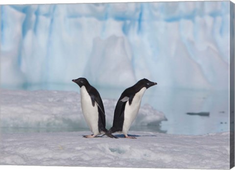 Framed Two Adelie Penguins, Antartica Print