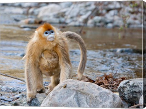 Framed Female Golden Monkey, Qinling Mountains, China Print