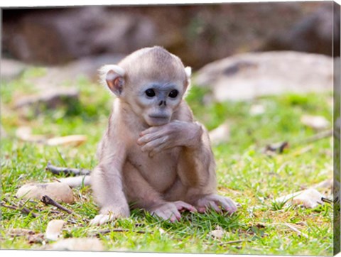 Framed Golden Monkeys, China Print