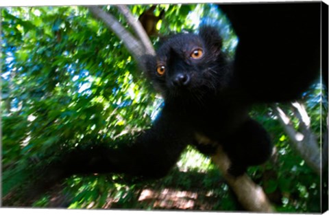 Framed Black Lemurs, Northern Madagascar Print