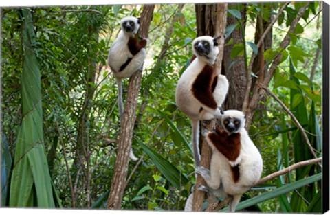 Framed Coquerel&#39;s sifakas, (Propithecus coquereli), Madagascar Print