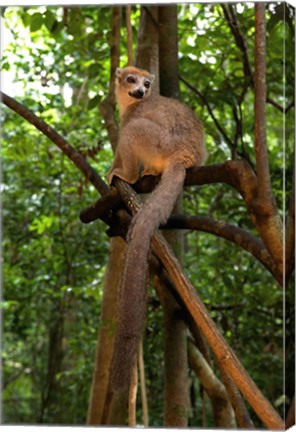 Framed Crowned Lemur (Eulemur coronatus), Ankarana National Park, Northern Madagascar Print