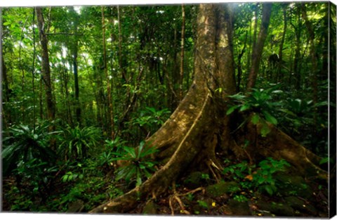 Framed Forest scene in Masoala National Park Print