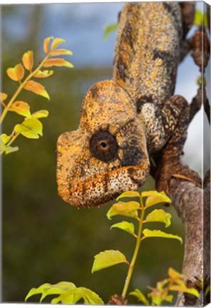 Framed Giant Madagascar or Oustalet&#39;s Chameleon, Montagne des Francais Reserve Antsiranana, Northern Madagascar Print