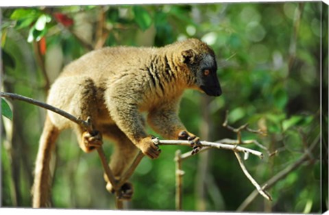 Framed Common Brown Lemur on branch, Ile Aux Lemuriens, Andasibe, Madagascar. Print