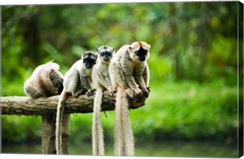 Framed Group of Verreaux&#39;s sifaka, Ile Aux Lemuriens, Andasibe, Madagascar. Print