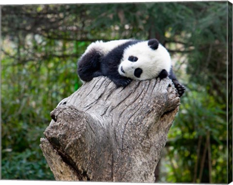 Framed Giant Panda, Wolong Reserve, China Print