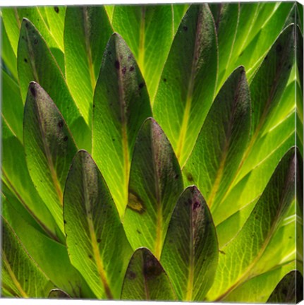 Framed Giant Lobelia in Mount Kenya National Park, Kenya Print