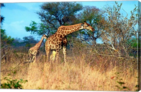 Framed Adult and baby Cape Giraffe, (Giraffa camelopardalis giraffa), Kruger National park, South Africa Print