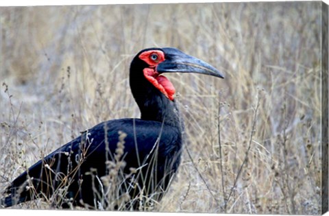 Framed Close-up of a Ground Hornbill, Kruger National Park, South Africa Print