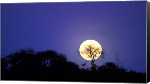 Framed Full Moon Rises Above Acacia Tree, Amboseli National Park, Kenya Print