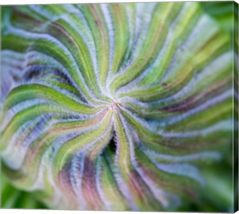 Framed Swirling pattern in Giant Lobelia rosette of leaves, Kenya Print