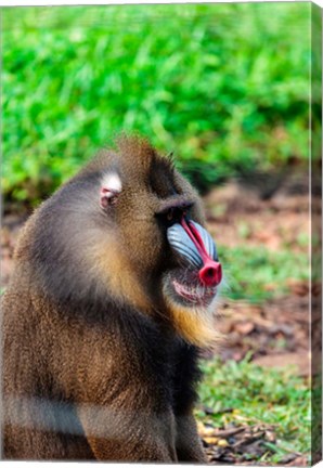 Framed Africa, Cameroon, Limbe. Mandrill at Limbe Wildlife Center. Print