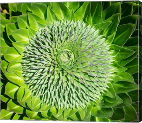 Framed Giant Lobelia inflorescence. Mount Kenya NP, Kenya, Africa. Print