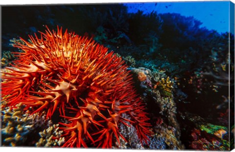 Framed Crown-of-Thorns Starfish at Daedalus Reef, Red Sea, Egypt Print