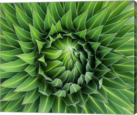 Framed Close up of Giant Lobelia rosette of leaves, Kenya Print