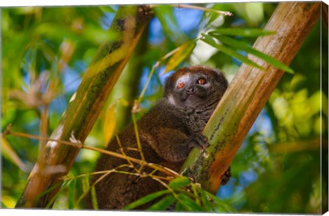 Framed Bamboo lemur in the bamboo forest, Madagascar Print