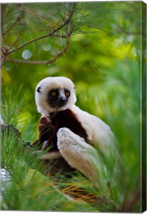 Framed Coquerel&#39;s Sifaka, Perinet Reserve, Toamasina, Madagascar Print