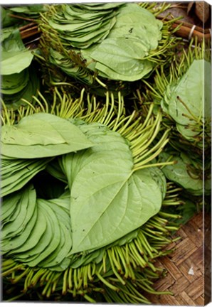 Framed Betel Leaves (Piper Betle) Used to Make Quids For Sale at Market, Myanmar Print