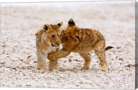 Framed Africa, Two lion cubs play fighting on the Etosha Pan Print