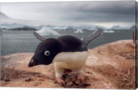 Framed Adelie penguin, Western Antarctic Peninsula Print