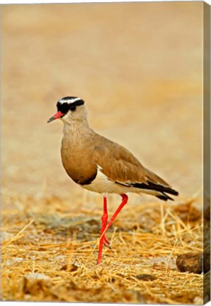 Framed Africa, Namibia. Crowned Plover or Lapwing Print