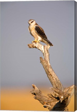 Framed Africa, Naminia, Etosha NP, Black Winged Kite bird Print