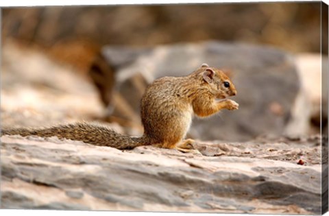 Framed Africa. Tree Squirrel feeding on the ground Print