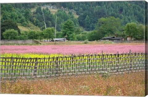 Framed Farmland of Canola and Buckwheat, Bumthang, Bhutan Print