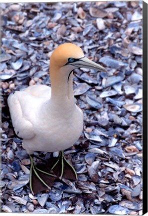 Framed Cape Gannet on the Coast, South Africa Print