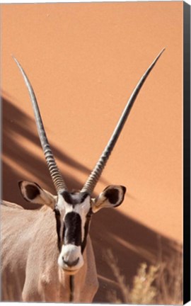 Framed Close-up of Oryx, Namib-Naukluft Park, Namibia, Africa Print