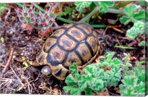 Framed Angulate Tortoise in Flowers, South Africa Print