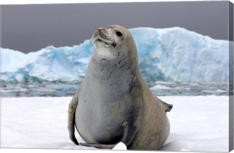 Framed Crabeater seal, saltwater pan of sea ice, Antarctica Print