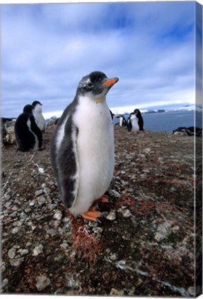 Framed Gentoo penguin chick, Antarctica Print