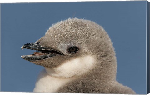 Framed Antarctica, Half Moon Island, Chinstrap penguin chick Print