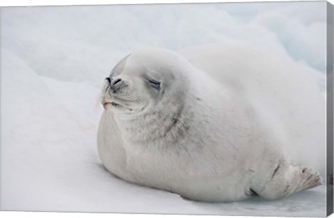 Framed Antarctica, White Crabeater seal on iceberg Print