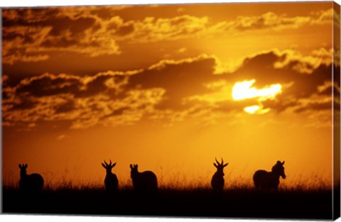 Framed Common Burchelli&#39;s Zebras and Topi, Masai Mara Game Reserve, Kenya Print