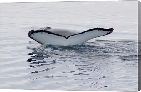 Framed Antarctica, Humpback whales in Southern Ocean Print