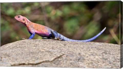 Framed Africa. Tanzania. Agama Lizard at Serengeti NP. Print