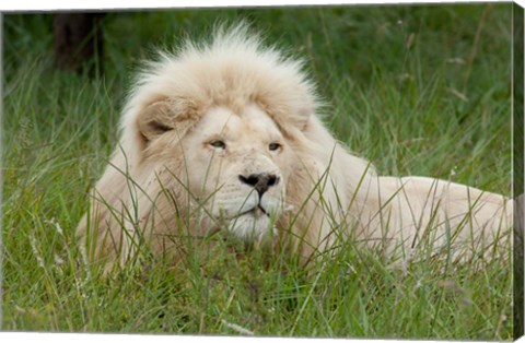 Framed African lion, Inkwenkwezi Private Game Reserve, East London, South Africa Print