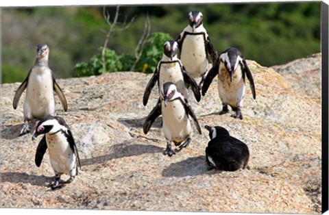 Framed African Penguin colony at Boulders Beach, Simons Town on False Bay, South Africa Print