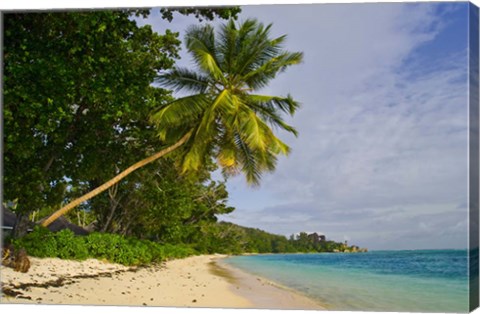 Framed Leaning palm. Anse-Source D&#39;Argent Beach, Seychelles, Africa Print