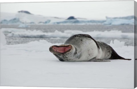 Framed Antarctica, Antarctic Sound, Leopard seal Print