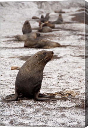 Framed Antarctica, Deception Island Antarctic fur seal Print